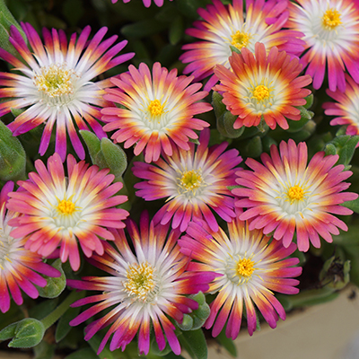 ijsbloem (Delosperma ‘Jewel of Desert® Ruby’PBR EU 34139)