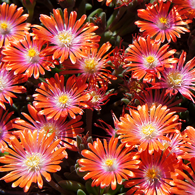 ijsbloem (Delosperma Jewel of Desert® Sunstone) (’18SUN52’PBR) EU 51781