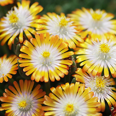 ijsbloem (Delosperma ‘Jewel of Desert® Topaz’PBR EU 34140)