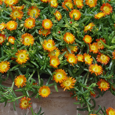 ijsbloem (Delosperma Wheels of Wonder® Orange) (‘WOWDOY3’PBR) EU 39386