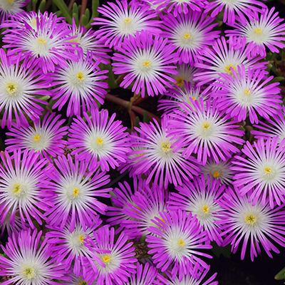 ijsbloem (Delosperma Wheels of Wonder® Violet) (‘WOWDRW5’PBR) EU 39387