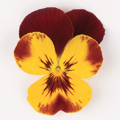 viooltje groot (Viola-wittrockiana-Cool-Wave-F1-Fire)