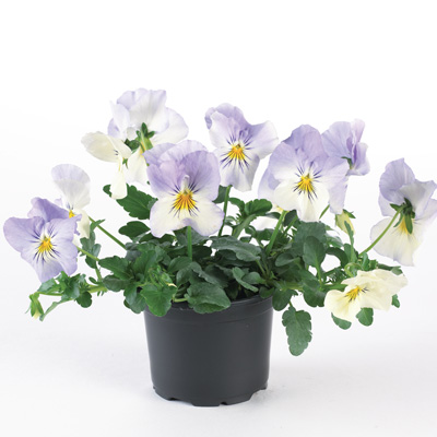 winterviooltje groot (Viola-wittrockiana-Cool-Wave-F1-Frost)