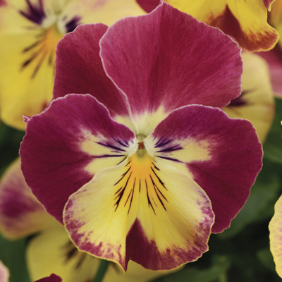 viooltje groot (Viola-wittrockiana-Cool-Wave-F1-Strawberry-Swirl)