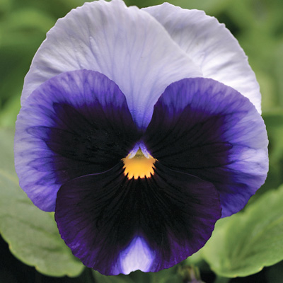 viooltje groot (Viola-wittrockiana-Matrix-F1-Beaconsfield)