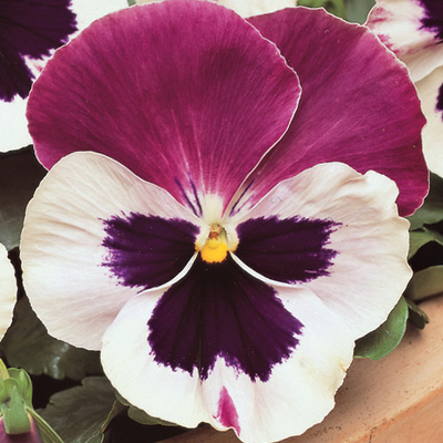 viooltje groot (Viola-wittrockiana-Matrix-F1-Cassis)