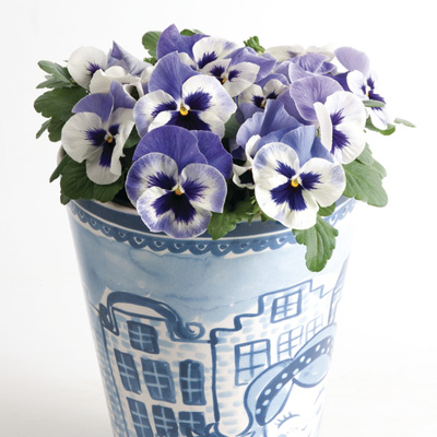 viooltje groot (Viola-wittrockiana-Matrix-F1-Delft-Blue_18980_2)