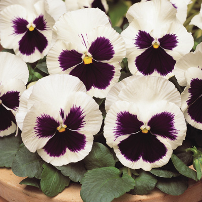 winterviooltje groot (Viola-wittrockiana-Matrix-F1-White-Blotch)