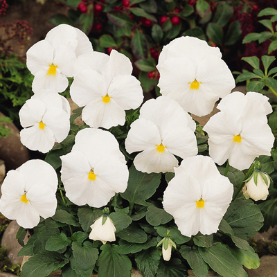 winterviooltje groot (Viola-wittrockiana-Matrix-F1-White-Clear)