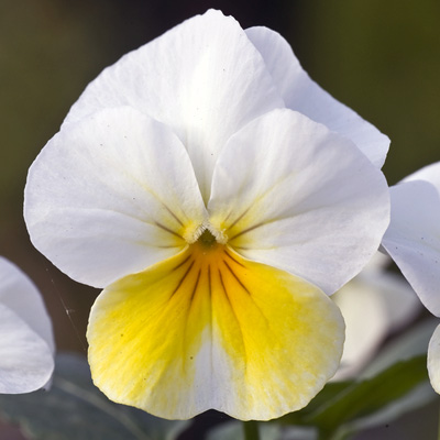 viooltje klein (Viola-cornuta-EVO-Mini-F1-Beacon-Yellow)