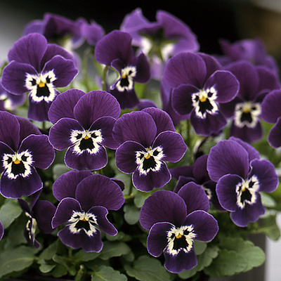 winterviooltje klein (Viola-cornuta-EVO-Mini-F1-Purple-Face)