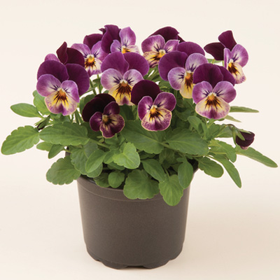 winterviooltje klein (Viola-cornuta-EVO-Mini-F1-Raspberry-Joker)