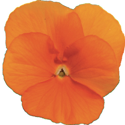 viooltje klein (Viola-cornuta-EVO-Mini-F1-Sorbet-XP-F1-Deep-Orange)