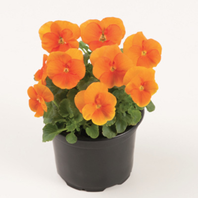 winterviooltje klein (Viola-cornuta-EVO-Mini-F1-Sorbet-XP-F1-Deep-Orange)