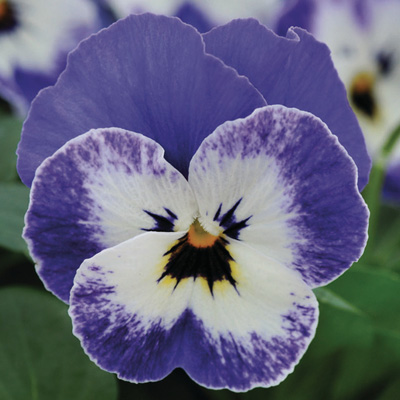 viooltje klein (Viola-cornuta-EVO-Mini-F1-Sorbet-XP-F1-Delft-Blue)