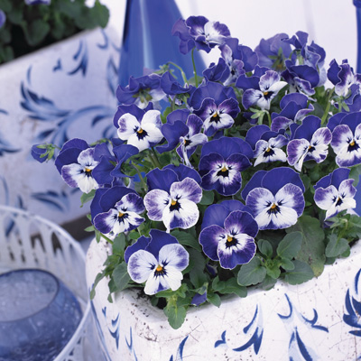 winterviooltje klein (Viola-cornuta-EVO-Mini-F1-Sorbet-XP-F1-Delft-Blue)