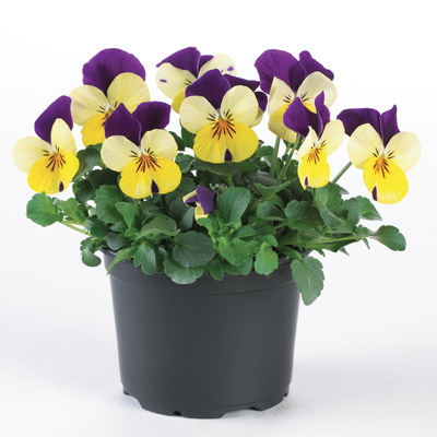 winterviooltje klein (Viola-cornuta-EVO-Mini-F1-Sorbet-XP-F1-Lemon-Purple-Jump-Up)