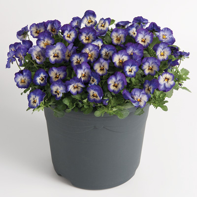 winterviooltje klein (Viola-cornuta-EVO-Mini-F1-Sorbet-XP-F1-Neptune)