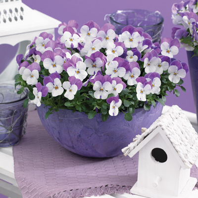 winterviooltje klein (Viola-cornuta-EVO-Mini-F1-Sorbet-XP-F1-Pink-Wing_)