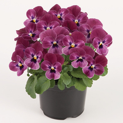 winterviooltje klein (Viola-cornuta-EVO-Mini-F1-Sorbet-XP-F1-Raspberry)