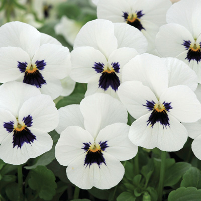 winterviooltje klein (Viola-cornuta-EVO-Mini-F1-Sorbet-XP-F1-White-Blotch)