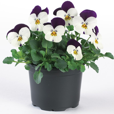 winterviooltje klein (Viola-cornuta-EVO-Mini-F1-Sorbet-XP-F1-White-Purple-Jump-Up)