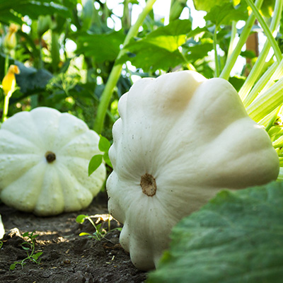 patisson-wit-keizersmuts-bisschopsmuts-(Cucurbita-pepo-var.-ovifera)