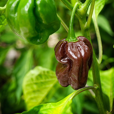 peper-habanero-peper-chilipeper-(Capsicum-chinense-Habanero-var.-Hot-Chocolat)