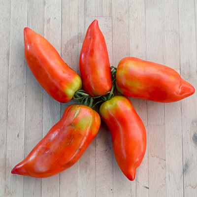 tomaat-andine-cornue-Andenhorn-tomaten-(Solanum-Lycopersicon-var.-Andine-Cornue)
