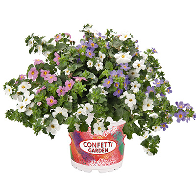 Bacopa Mix-(Confetti-Garden-Coconut-Coast)