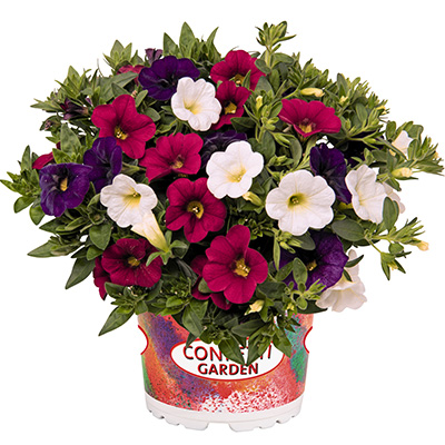 Calibrachoa Mix-(-Confetti-Garden-Hawaiian-Nani-Country)