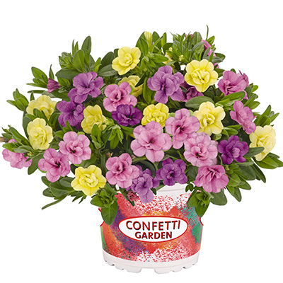 Calibrachoa Mix-(Confetti-Garden-Aloha-Double-MyBonnie-2021)