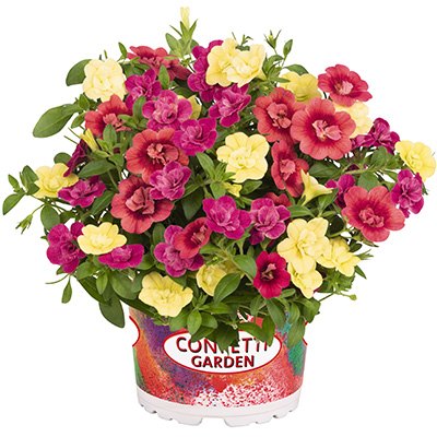 Calibrachoa Mix-(Confetti-Garden-Aloha-Double-MyDolly-2021)