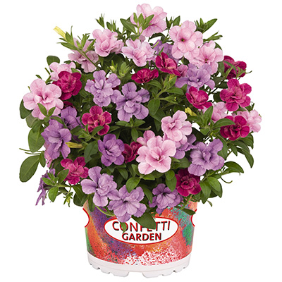 Calibrachoa Mix-(Confetti-Garden-Aloha-Double)