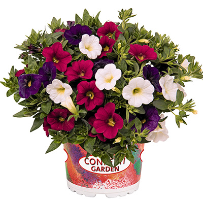 Calibrachoa Mix-(Confetti-Garden-Hawaiian-Country-2018)