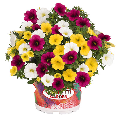 Calibrachoa Mix-(Confetti-Garden-Hawaiian-Hana)