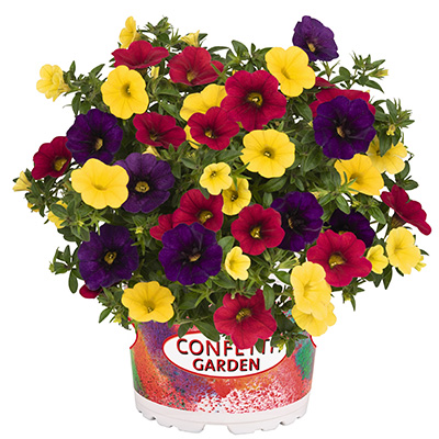 Calibrachoa Mix-(Confetti-Garden-Hawaiian-Hilo)