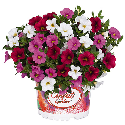 Calibrachoa Mix-(Confetti-Garden-Hawaiian-Lolo)