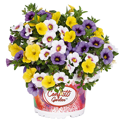 Calibrachoa Mix-(Confetti-Garden-Hawaiian-Mahalo)