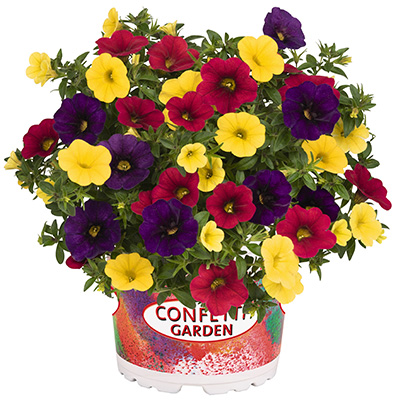 Calibrachoa Mix-(Confetti-Garden-Hawaiian-Nani-Hilo)