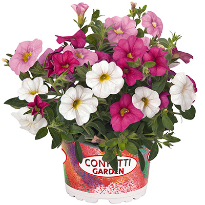 Calibrachoa Mix-(Confetti-Garden-Hawaiian-Pink-Fusion)