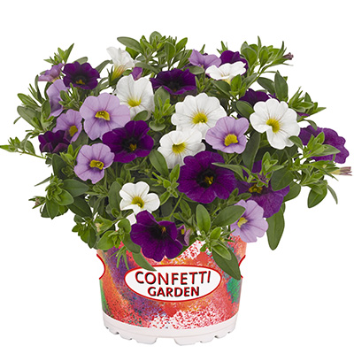 Calibrachoa Mix-(Confetti-Garden-Hawaiian-Sailaway)