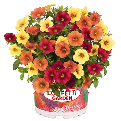 Calibrachoa Mix-(Confetti-Garden-Hawaiian-Summer)