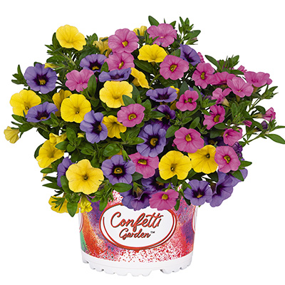 Calibrachoa Mix-(Confetti-Garden-Hawaiian-Summerstar)