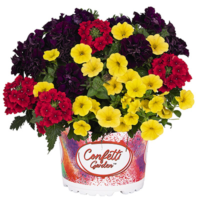 Calibrachoa Mix-(Confetti-Garden-Mix-Hippie)