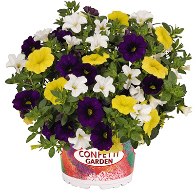 Calibrachoa Mix-(Confetti-Garden-Nani-Hoku-Star)