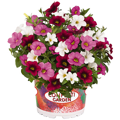 Calibrachoa Mix-(Confetti-Garden-Nani-Valentine)