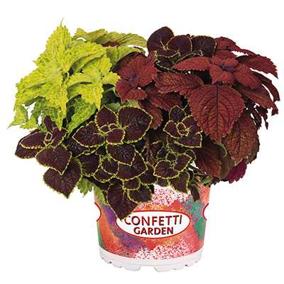 Coleus Mix-(Confetti-Garden-Trafalgar-Square)