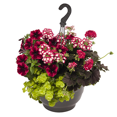 hangpot-met-zomerbloeiers-(Confetti-Garden-Party-Jolly-Brocade)