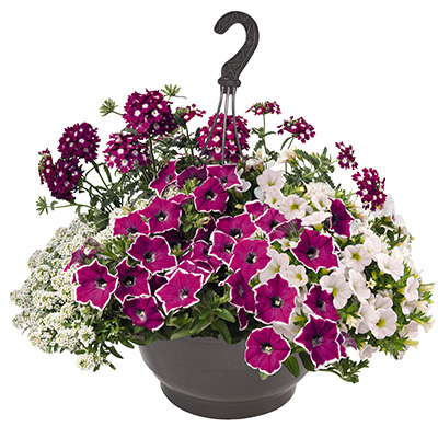 hangpot-met-zomerbloeiers-(Confetti-Garden-Party-Magenta-Lights-2021)